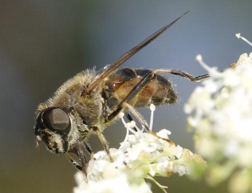 Eristalis sp.